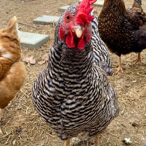 Meet your Posher, Kari